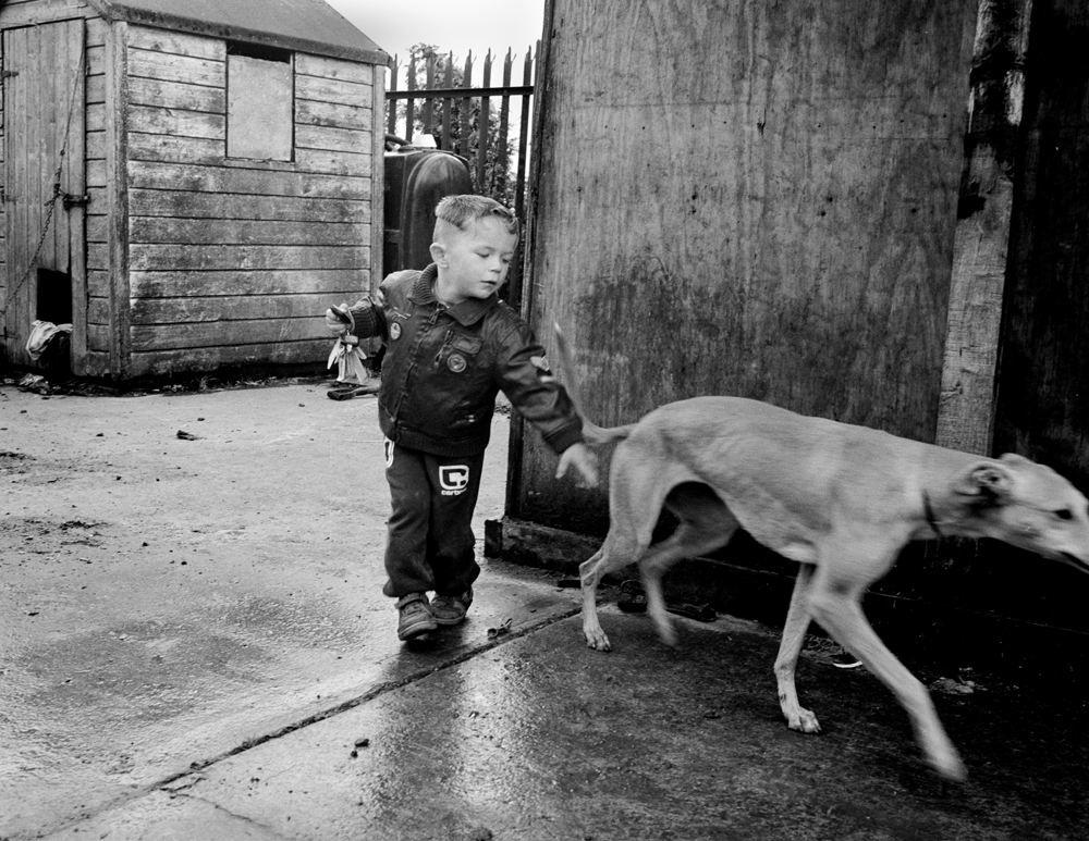 irish travellers and dogs